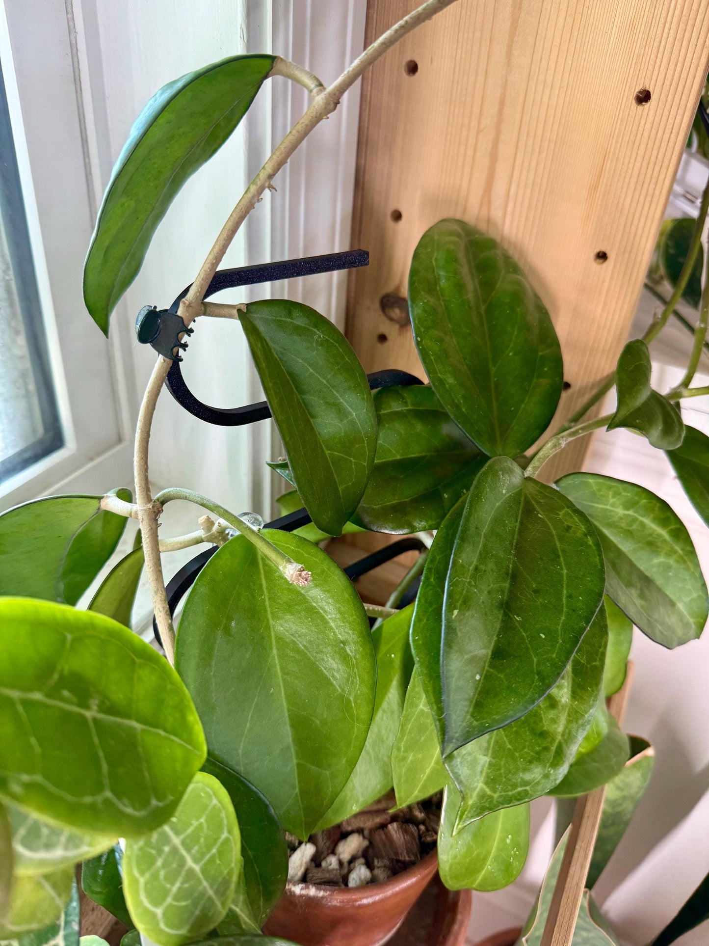 Squiggle Plant Trellis