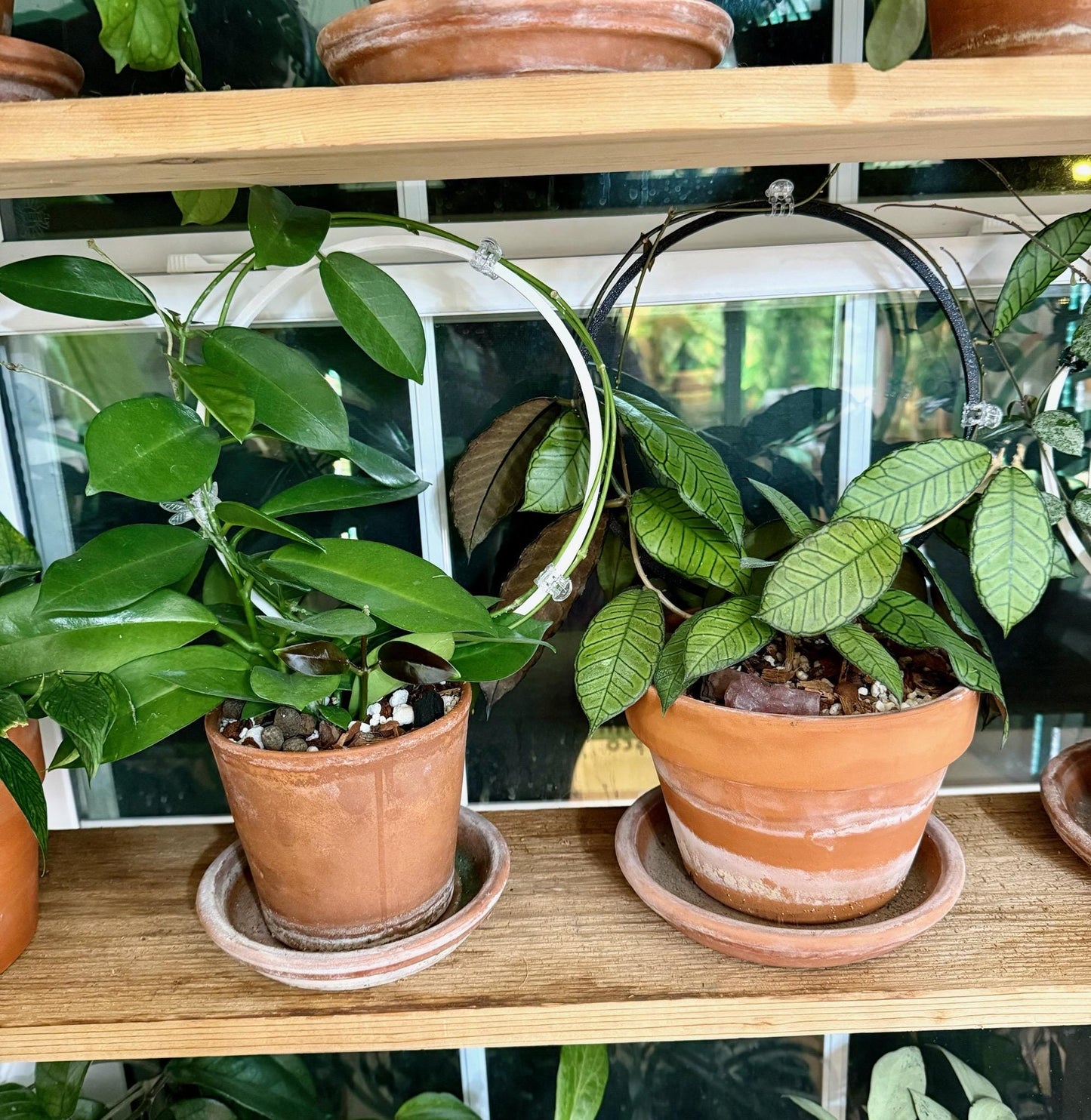 Large Single Hoop Plant Trellis