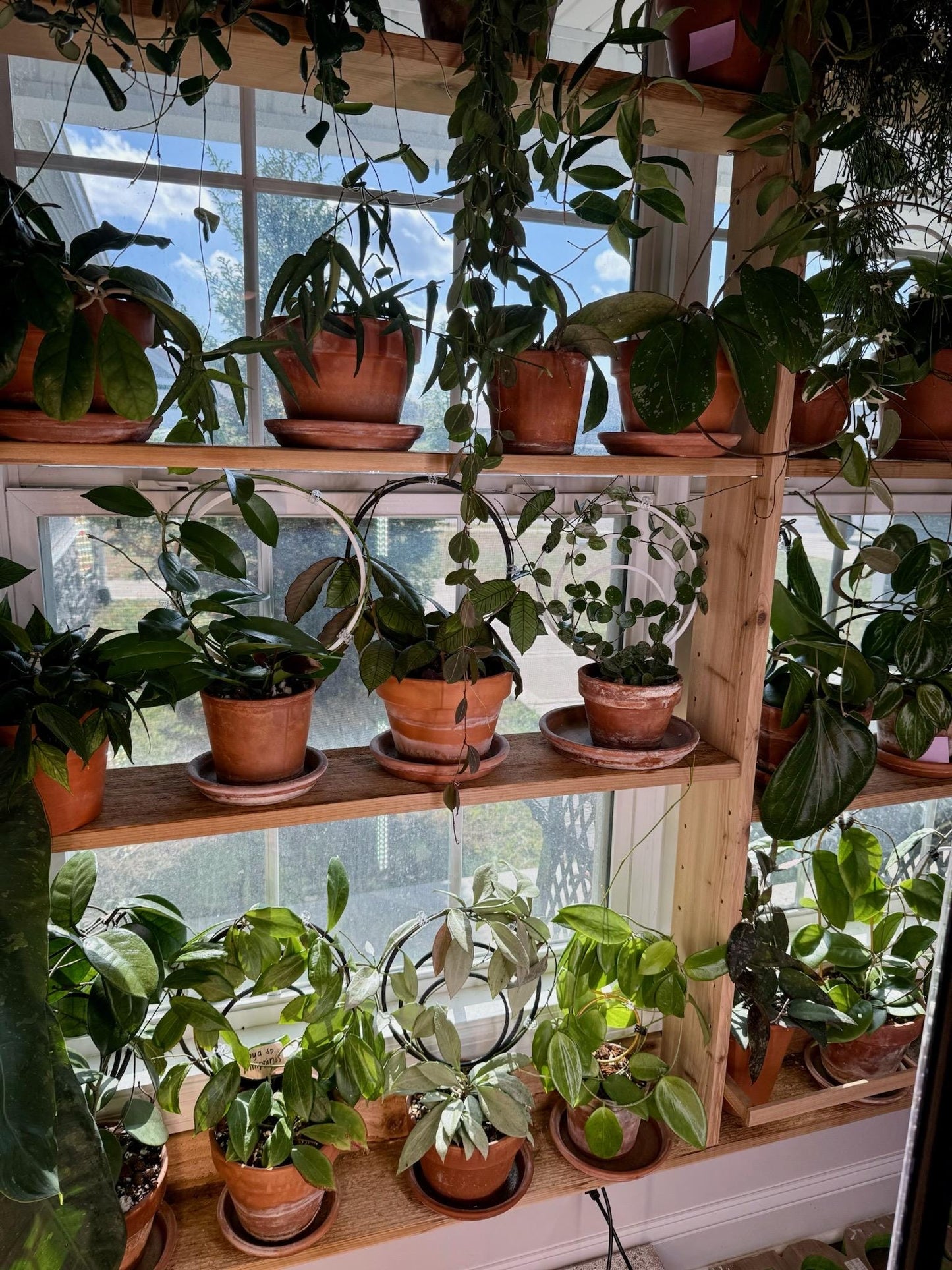 Large Single Hoop Plant Trellis