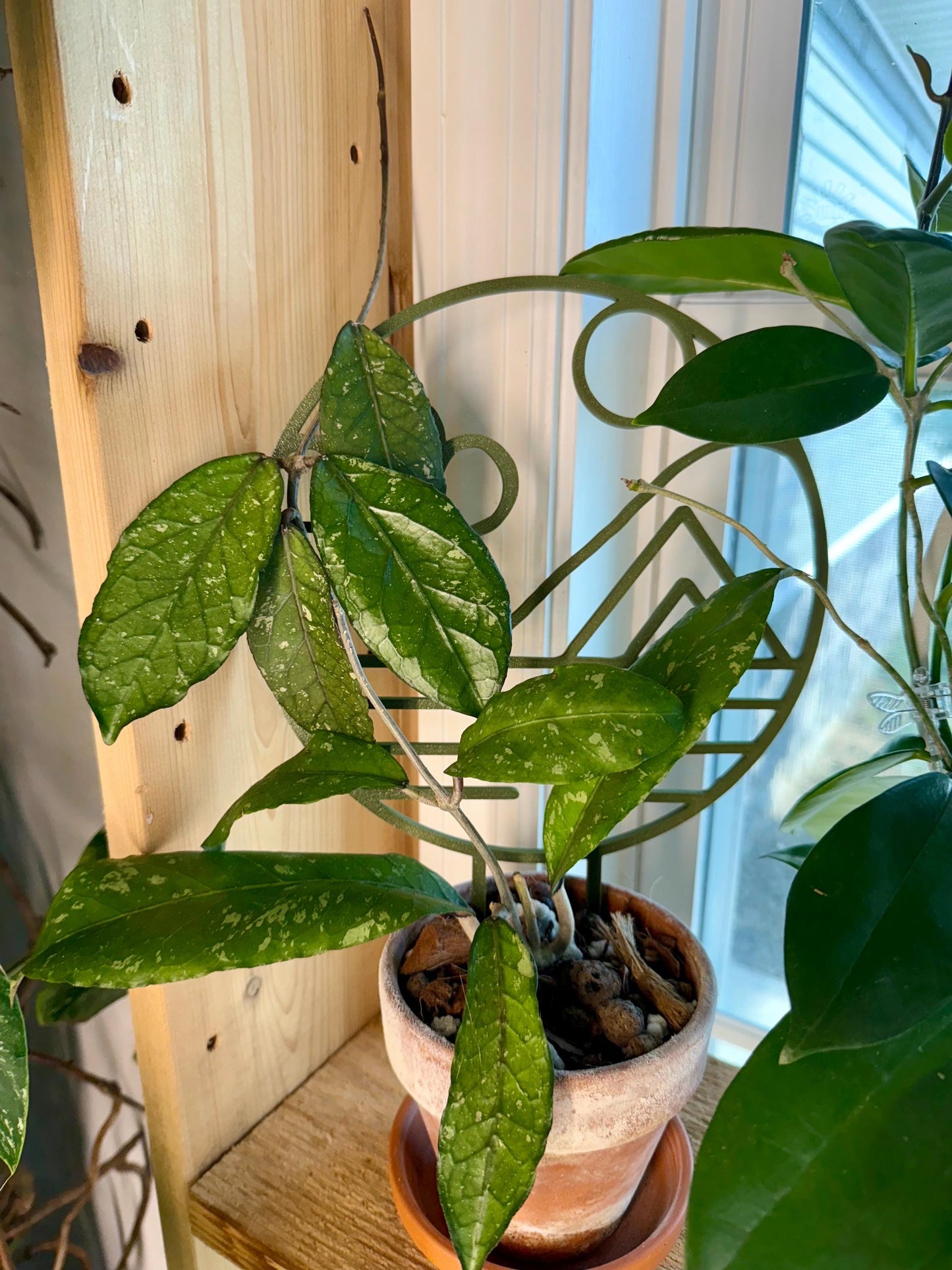 Mountain Scape Trellis | Stunning Support for Your Climbing Plants!