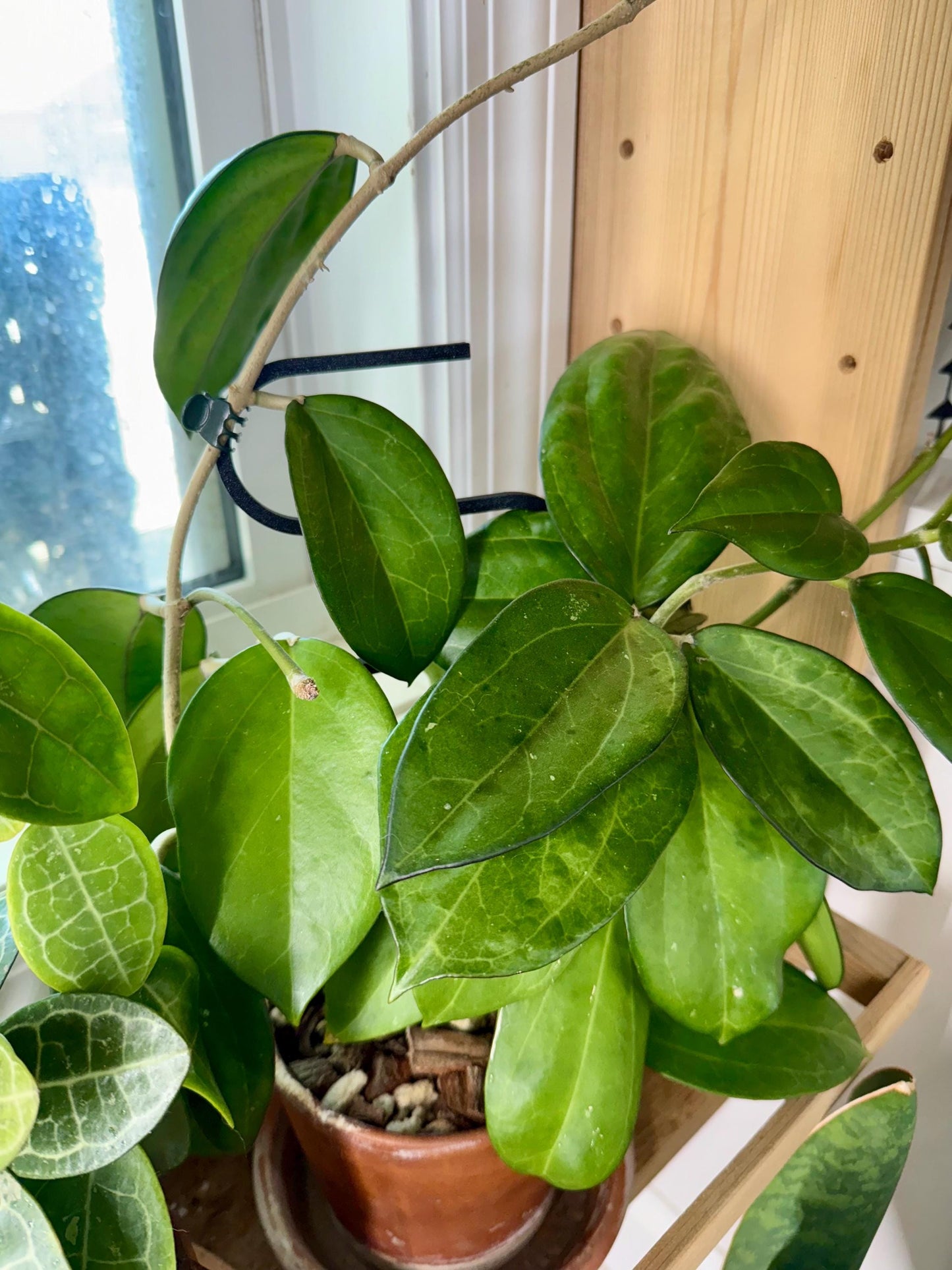 Squiggle Plant Trellis