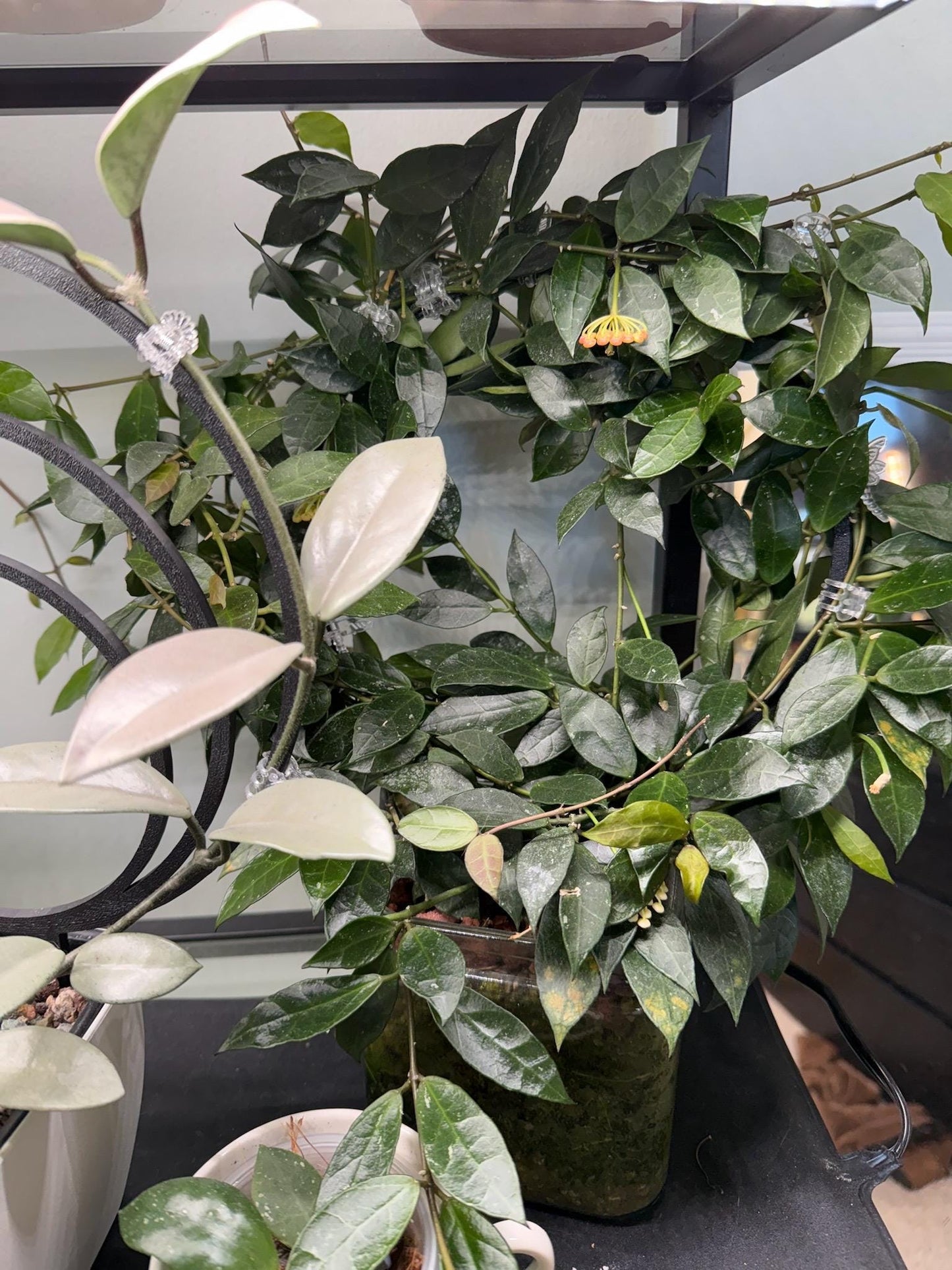 Large Single Hoop Plant Trellis
